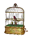 VMOEo[hEP[W@Singing Bird cage